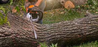 Best Hazardous Tree Removal  in Weber City, VA