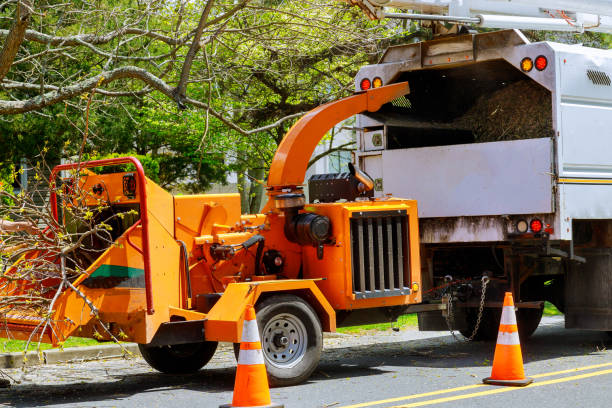 Best Seasonal Cleanup (Spring/Fall)  in Weber City, VA