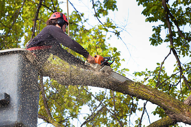 Best Tree Maintenance Programs  in Weber City, VA